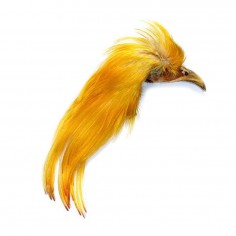 Pheasant Crest golden