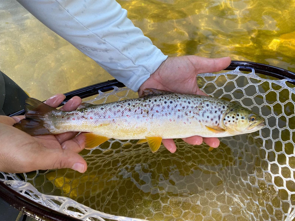 FLY FISHING COURSE BEGINNERS